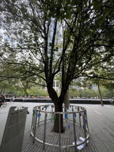 9/11 Survivor Tree Callery pear tree 