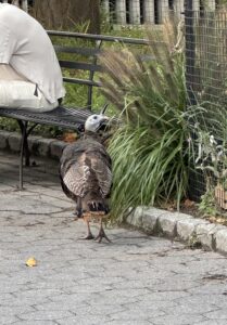 Turkey walking around Battery Park