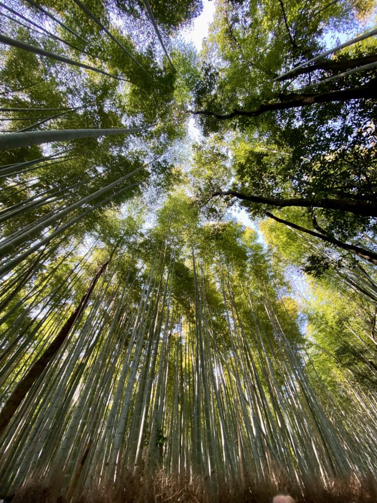 Bamboo Groves in Kyoto, Japan